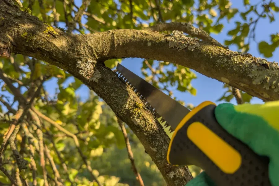 Expert Tree Trimming Service in Phoenix, AZ