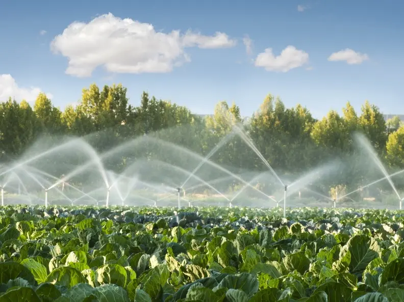 How Professional Irrigation System Repair Improves Efficiency in Phoenix, AZ