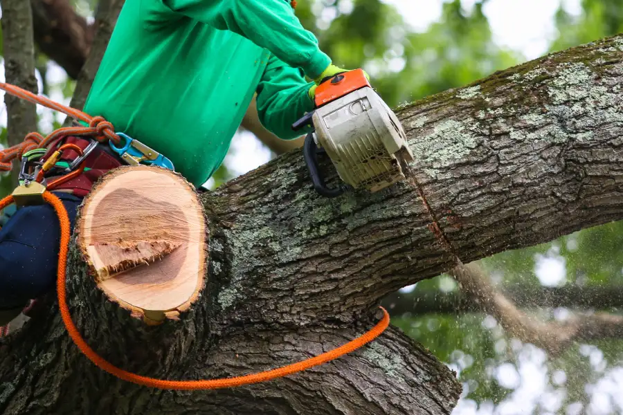 Premium Tree Trimming Service in Phoenix, AZ