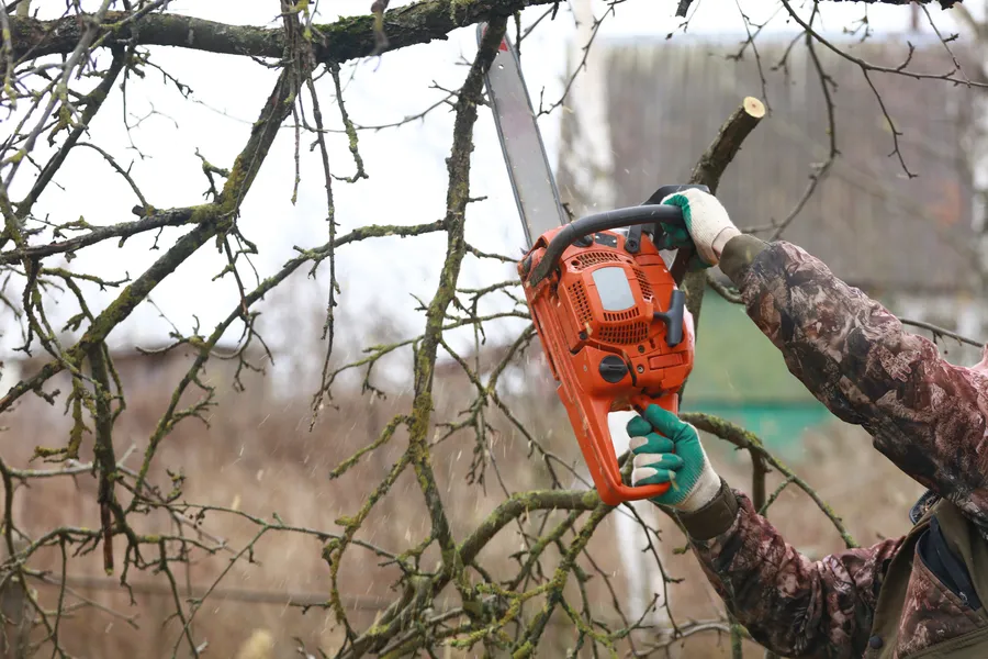Quality Tree Trimming Service in Phoenix, AZ