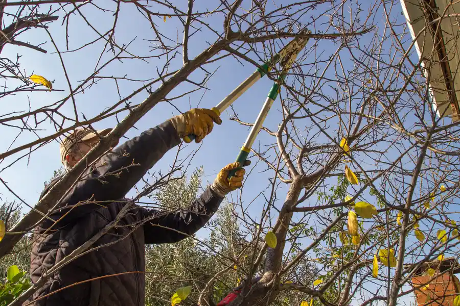 The Impact Of Regular Trimming On Tree Longevity And Structure in Phoenix, AZ