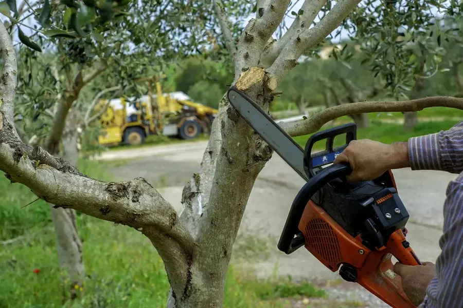 Why Tree Trimming Is Essential For Managing Overgrown Branches in Phoenix, AZ