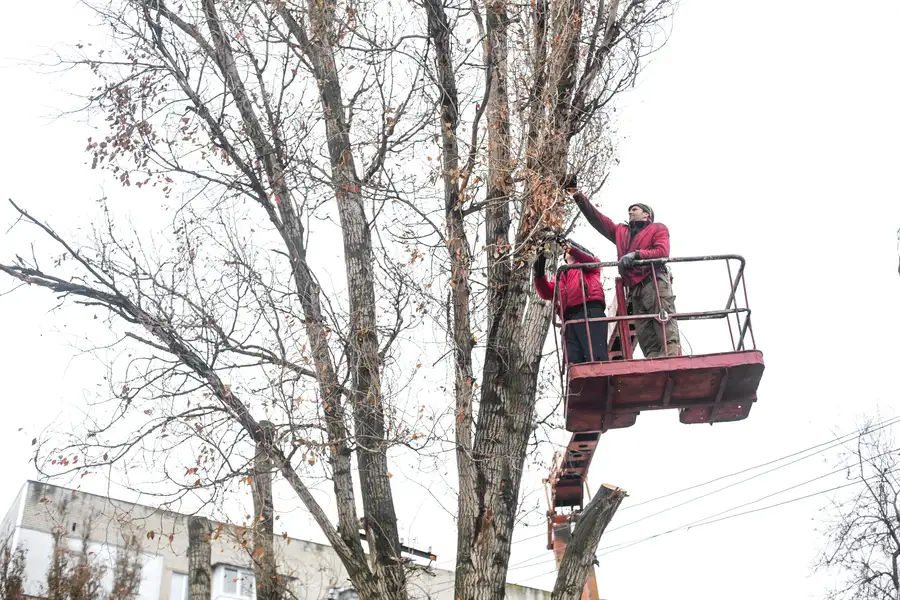 Why Tree Trimming Is Essential For Managing Overgrown Branches in Phoenix, AZ